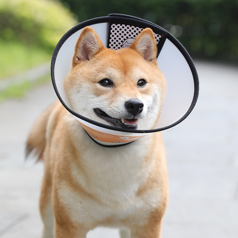buy elizabethan collar